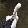 Pelican Preening (Enclosure)