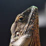 The Eye Of The Frilled Neck Lizard