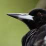 The Eye Of The Magpie (Wild)