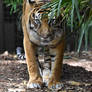 Crouching Tiger, Not So Hidden... Tiger...