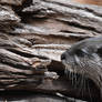 Log Whispering Otter