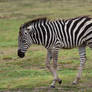 Zebra Strut
