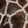 A Giraffes Texture