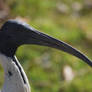 Australian White Ibis Profile