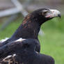 Wedged Tail Eagle Profile