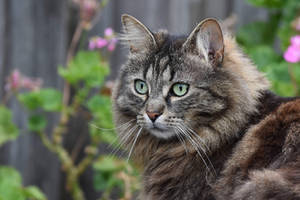 Ms Whiskers (Domestic/Stray)