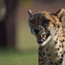 Cheetah Chirp