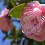 Pink Camellia