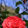 Red Camellia