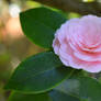 Pretty Camellia