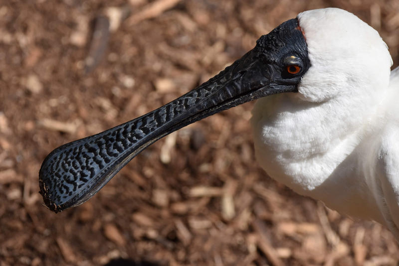 The Bill Of The Royal Spoonbill by TheBootesArtVoid on DeviantArt