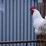 Rooster On A Fence