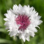 White And Pink Petals