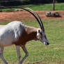 Scimitar Horned Oryx Strut