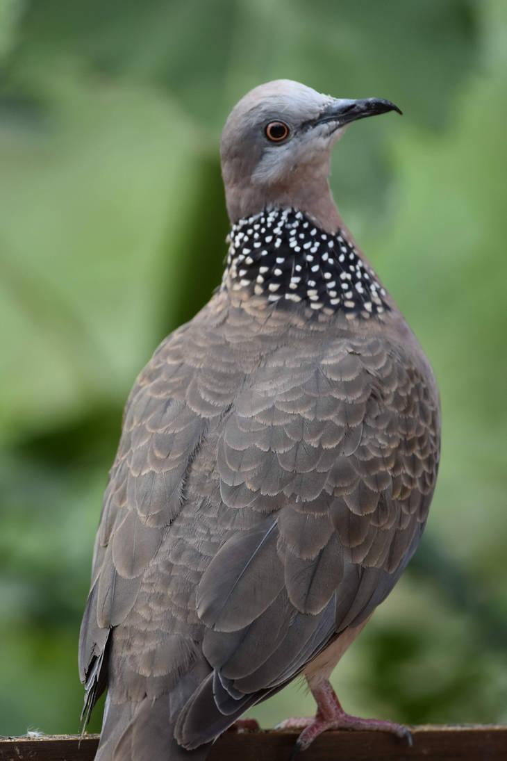 Spotted Pigeon Posing by TheBootesArtVoid on DeviantArt