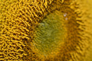 Sunflower Macro