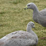 Cape Barren Goose Couple