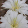 Cactus Flowers Close Up