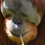 Orangutan And Stick