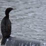 Cormorant By The River