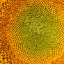 Sunflower Gradient