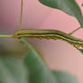 Caterpillar Monch