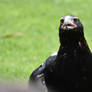 Wedged-tail Eagle Used Stare