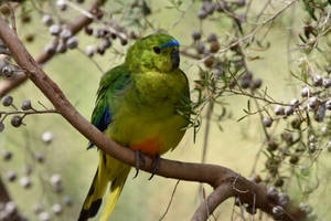 Poofy Orange Bellied Parrot