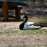 Magpie Goose (Wild)