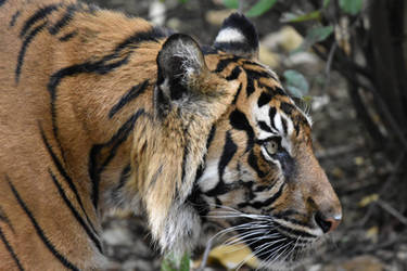 Tiger Stroll (Enclosure)