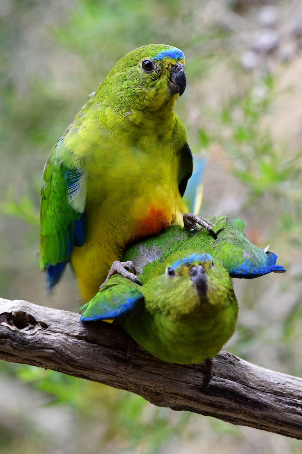 Parrots Enclosure With Viewing Area photo