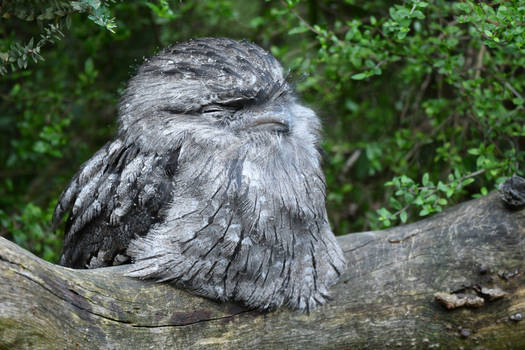 Tawny Frogmouth Is Pleased (Enclosure)