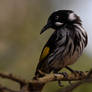 New Holland Honeyeaters Moustache (Wild)