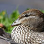 Australian Wood Duckling (Wild)