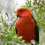 Male Australian King Parrot (enclosure)