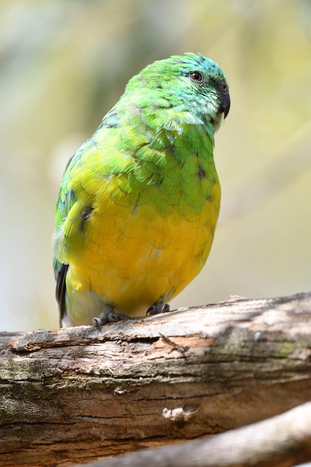 Male Red Rumped Parrot (enclosure) by TheBootesArtVoid on DeviantArt