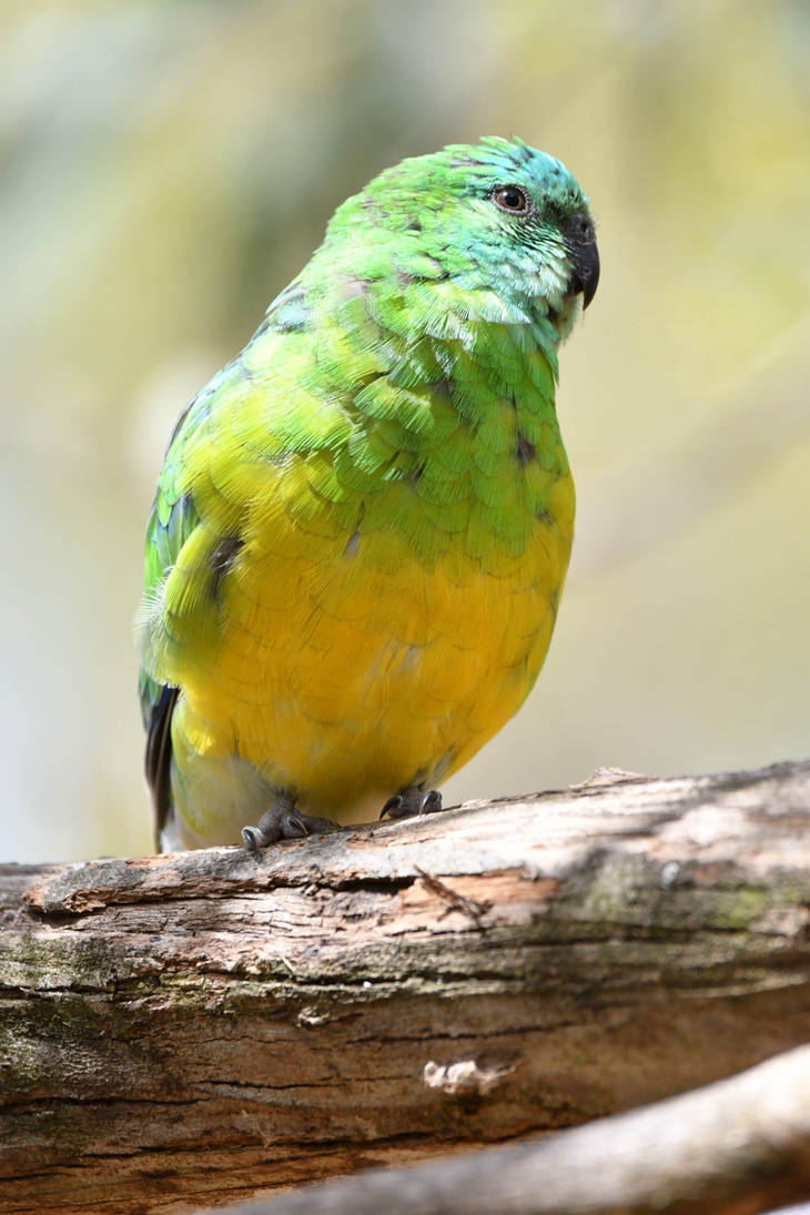 Male Red Rumped Parrot (enclosure) by TheBootesArtVoid on DeviantArt