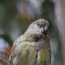 Female Red Rumped Parrot (Enclosure)