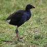 Baby Swamphen On Watch (wild)