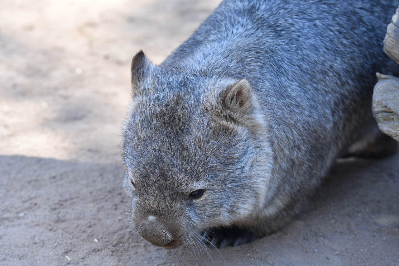 Common Wombat (enclosure) by TheBootesArtVoid on DeviantArt