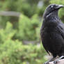 Distracted Raven (Wild)