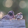 Juvenile Eurasian Tree Sparrow (wild)