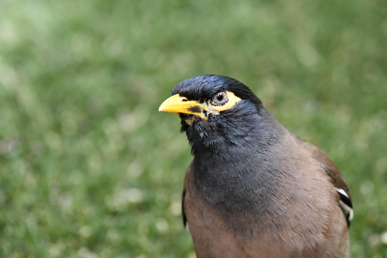Myna Eye Givin' You The Myna Eye! (wild) by TheBootesArtVoid on DeviantArt