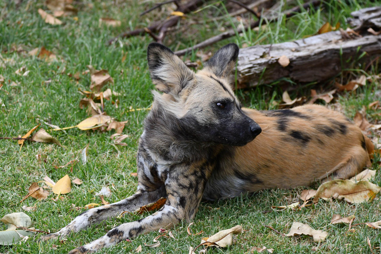 African Painted Doggo (Enclosure)