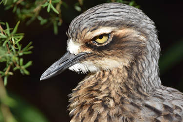 Bush-stone Curlew Profile Piccie (Enclosure)