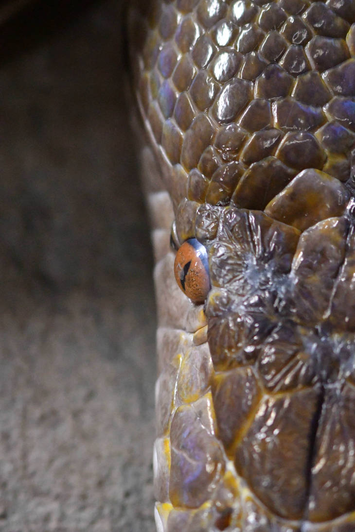 Half'n'Half Reticulated Python (enclosure) by TheBootesArtVoid on ...