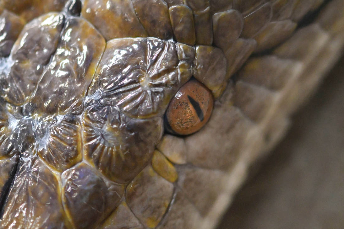 Dimple In Python Eye The Eye Of The Reticulated Python (Enclosure) by TheBootesArtVoid on ...