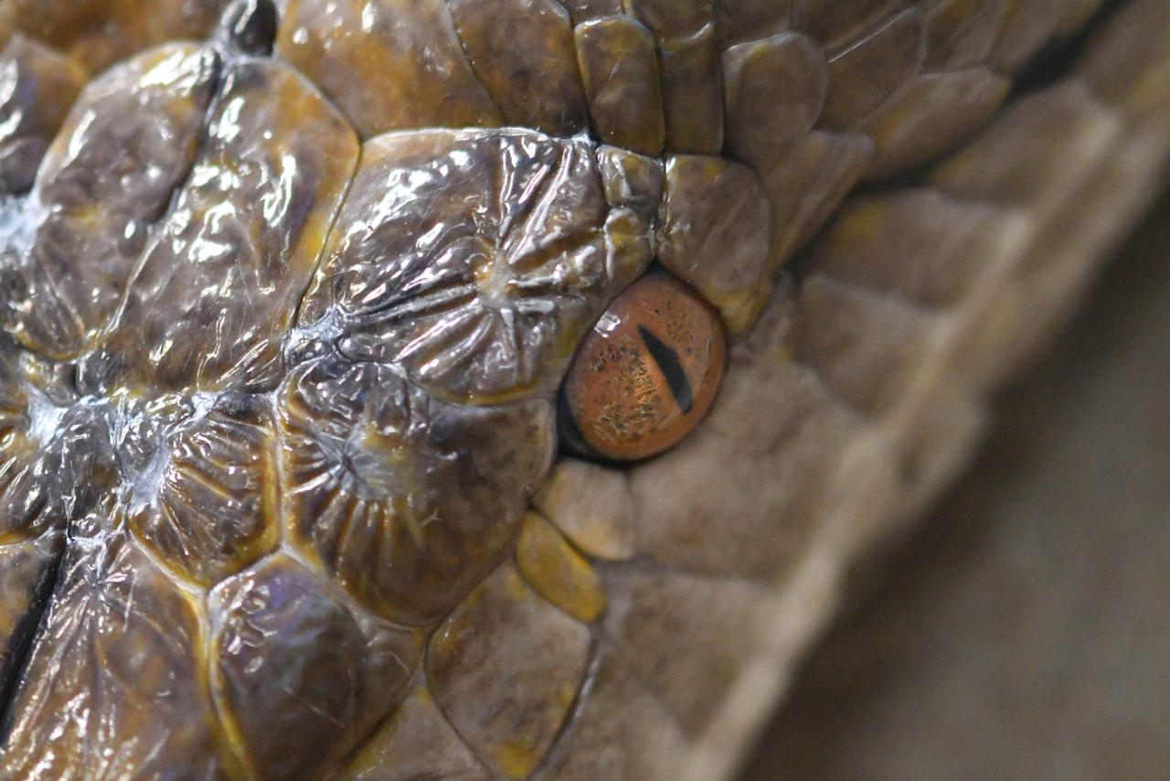 The Eye Of The Reticulated Python (Enclosure) by TheBootesArtVoid on ...