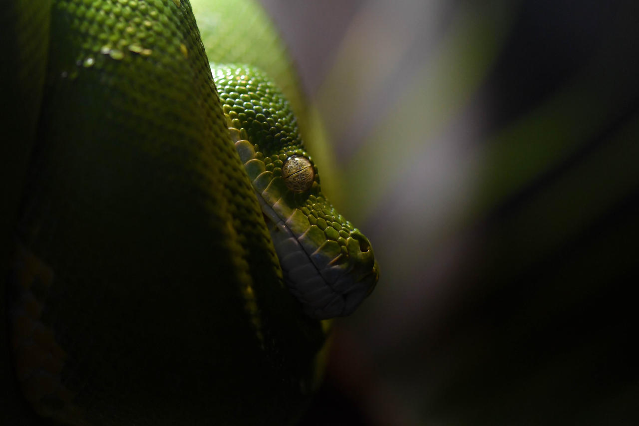 Brooding Green Tree Python (enclosure) by TheBootesArtVoid on DeviantArt