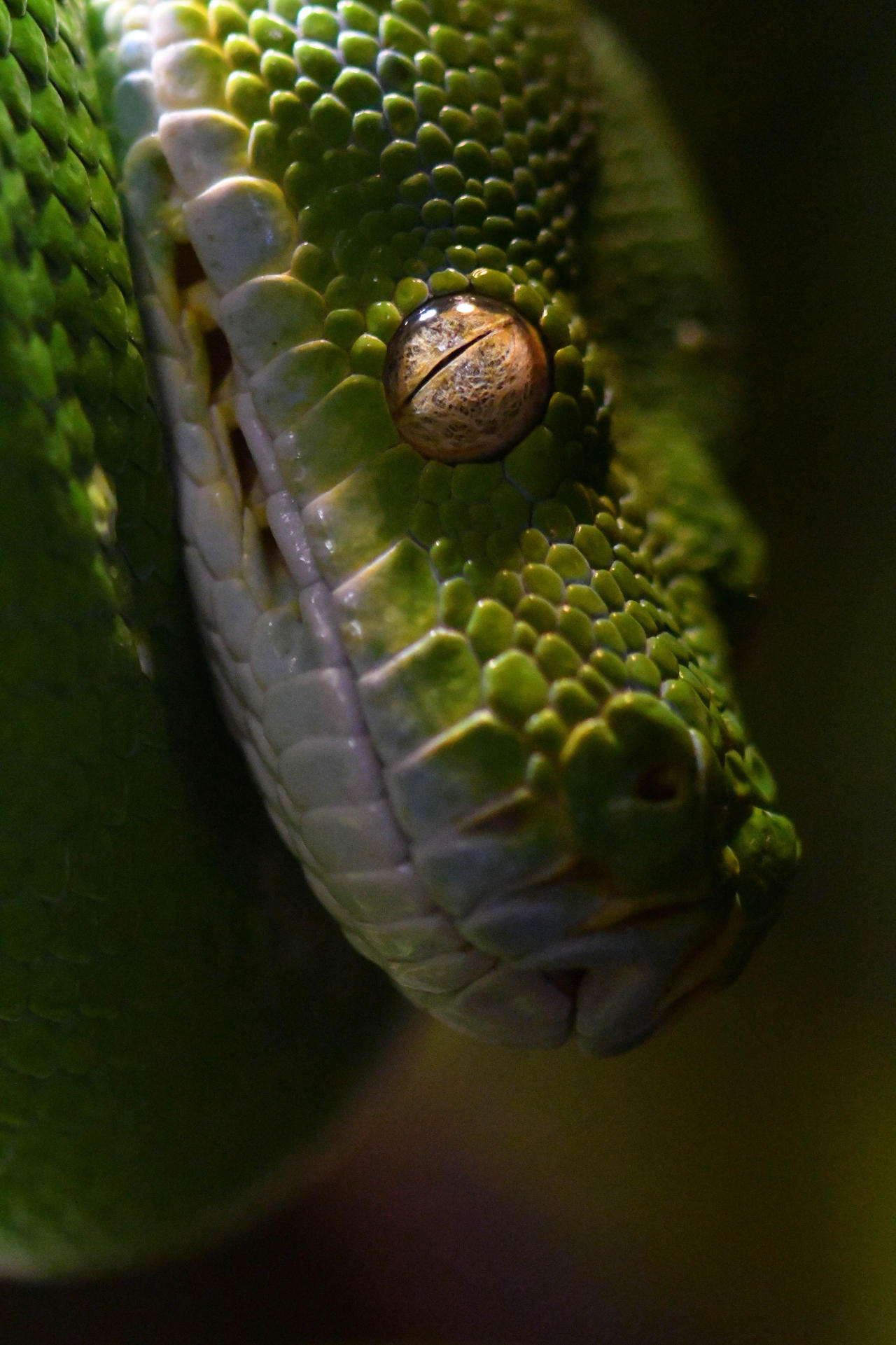 The Eye Of The Green Tree Python (Enclosure) by TheBootesArtVoid on ...